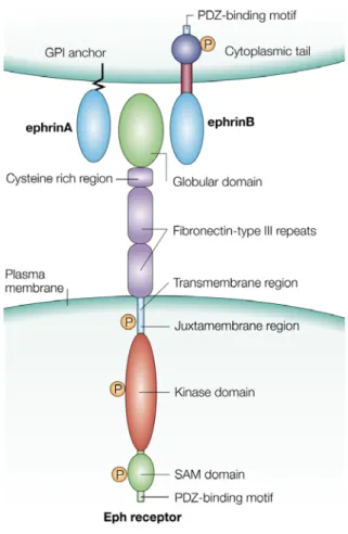 Figure 7: Caractéristiques générales des récepteurs Eph et éphrines. Un schéma représentant une  cellule exprimant un ligand éphrine (en haut) interagissant avec cellule exprimant un récepteur Eph (en  bas).Les interactions ligand-récepteur sont représenté