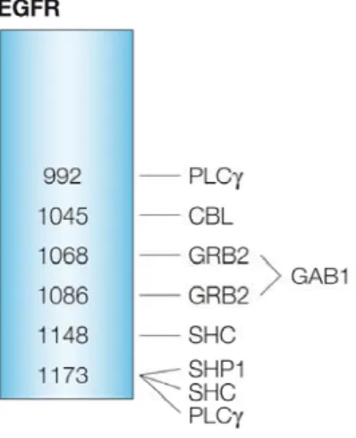Figure 9: Représentation schématique des principaux sites d’autophosphorylation de l’EGFR et  des molécules de signalisation associés à ces sites