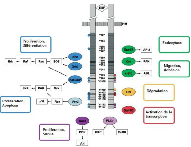 Figure 10: Les voies de signalisation principales de l’EGFR. Les sites de phosphorylation sur  tyrosines de l’homodimère d’EGFR activé par l’EGF sont indiqués par des barres noires