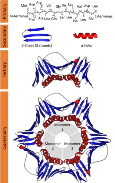 Figure 2.1: The four levels of the protein structure 1 .