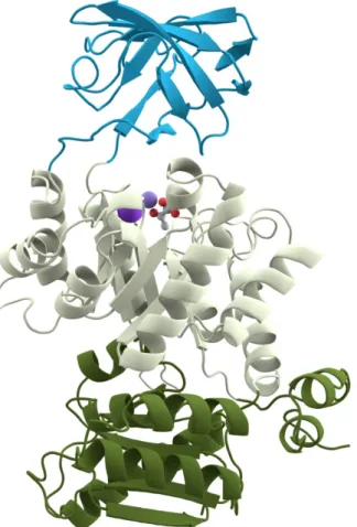 Figure 2.3: A visualization of the three domains of the protein Pyruvate kinase 6 .