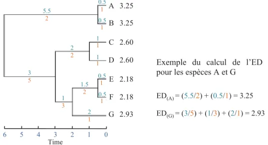 Figure 3 Calcul de l’originalité évolutive (exemple avec l’indice de “evolutionary  distinctiveness (ED)” proposé par Isaac et al