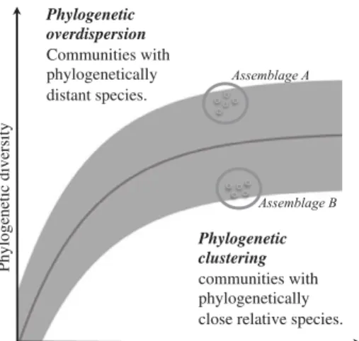 Figure 1 Hypothetical relationship between phylogenetic diversity and species richness (SR) of species assemblages
