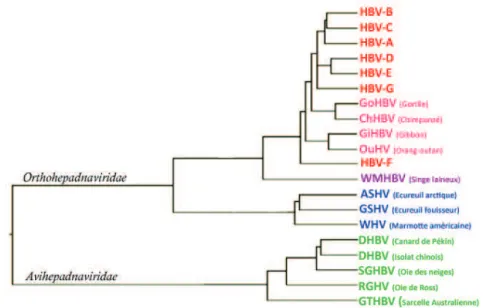 Figure 1: Arbre phylogénétique de la famille des hépadnavirus. 