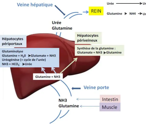 Figure 2: Principaux acteurs impliqués dans la production et la détoxification de  l’ammoniaque [4] 