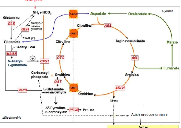 Figure 4: Cycle de l’urée [9]. 