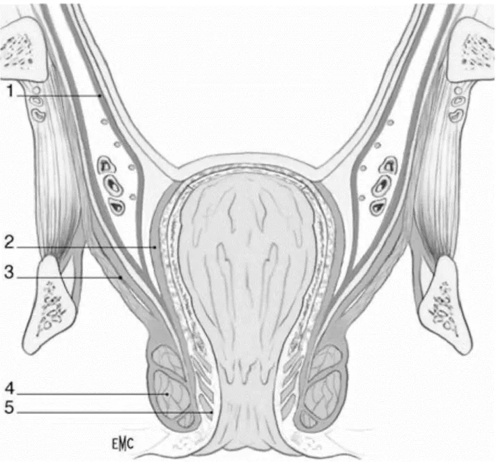 Figure 3 : Coupe frontale du bas rectum et du canal anal. 