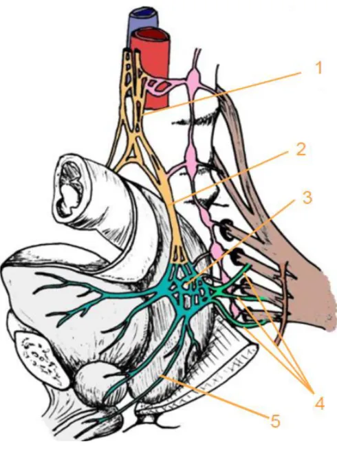 Figure 5: vue antéro-latérale de l’innervation du rectum. 