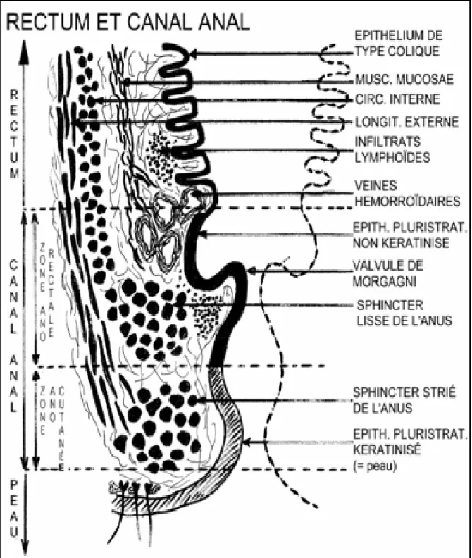 Figure 8 : schéma d’une coupe transversale du rectum montrant ses différentes                 couches   [11]