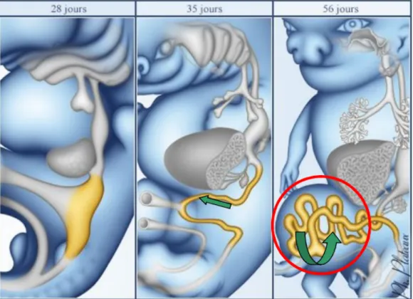 Figure 1: 1-allongement important des anses intestinales dans la cavité abdominale 2-  Hernie physiologique 3- Rotation des anses intestinales [14]