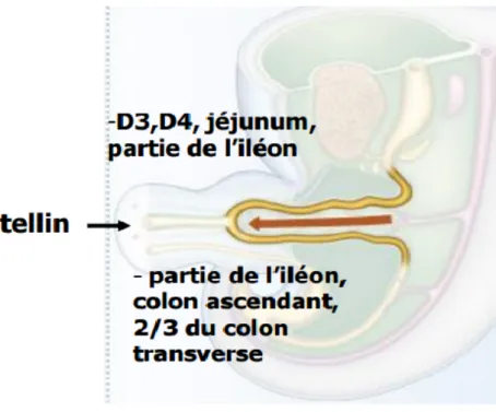 Figure 2 : Formation de l’anse intestinale primitive [14]. 