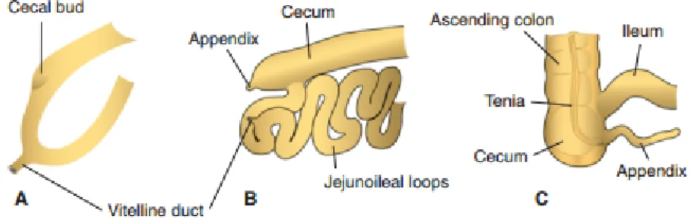 Figure 5 : les différents stades de développement du cæcum et de l’appendice [15]. 