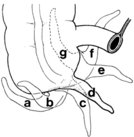 Figure 7 : variations de position de l’appendice a:latéro-caecale externe b:sous-caecale  c:pelvienne d:médio-caecale e:interne f:Rétro-iléale g:rétro-caecale [20]