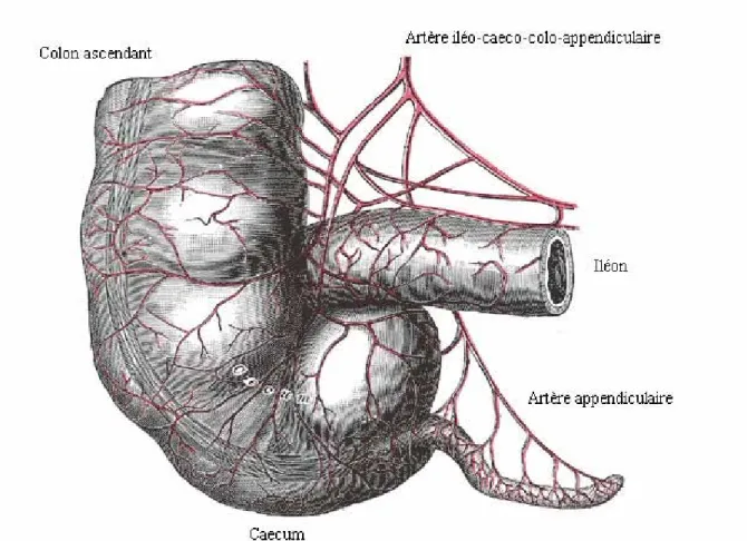 Figure 9 : Vascularisation de l’appendice [23]. 