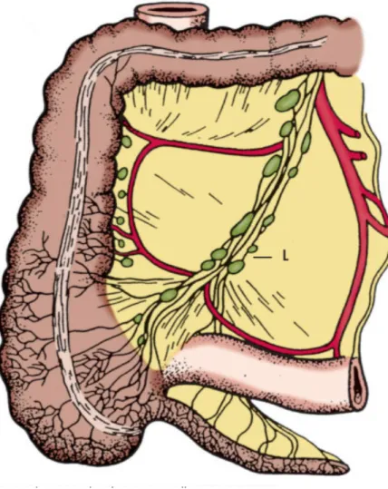 Figure 10 : Vue antérieure du drainage lymphatique externe de l'appendice et de la  position des ganglions lymphatiques iléo coliques inférieurs [26]