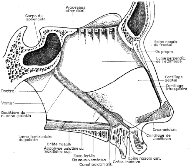 Figure 1 : l'anatomie du septum nasal (1) 