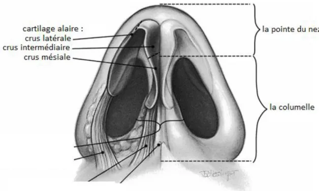 Figure 2 : vue basale du nez (5) 