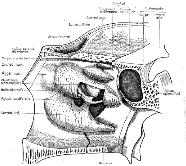 Figure 4 : la structure osseuse de la paroi latérale des cavités nasales (6) 