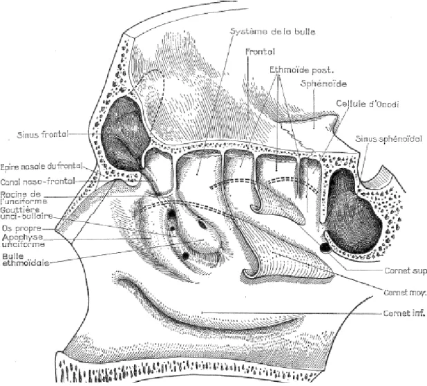 Figure 5 : Coupe sagittale montrant les cornets nasaux et les méats (1) 