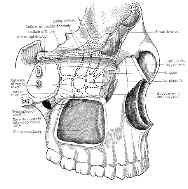 Figure 6 : Vue supéro-latérale des sinus de la face (1) 