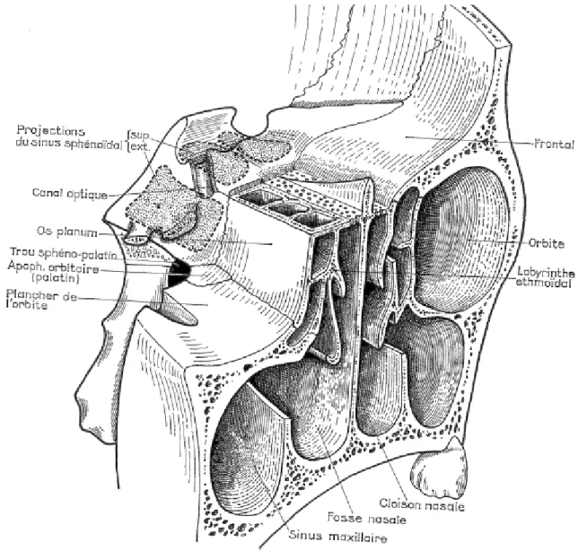 Figure 9 : sinus ethmoïdal : situation et rapports osseux (1) 