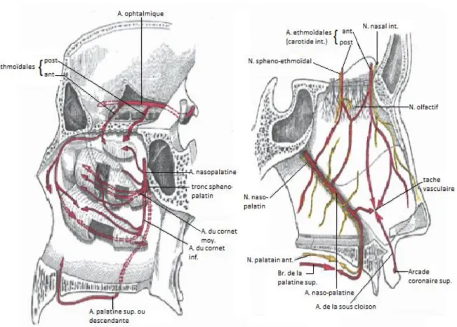 Figure 11 : vascularisation et innervation de la cavité nasale (1) 