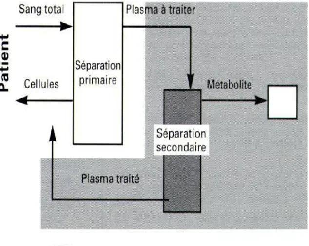 Figure  6 : Circuit des échanges plasmatiques sélectifs 
