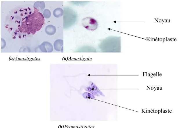 Figure 11 : Leishmanies sous forme promastigote et amastigote[17] 