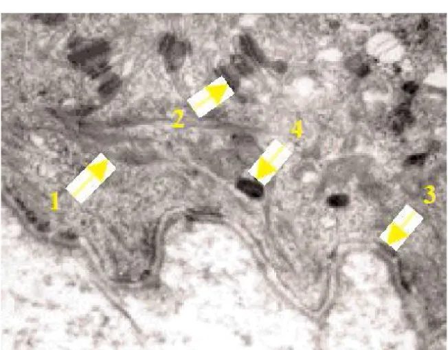 Fig. 5. Les kératinocytes de la couche basale de l’épiderme  