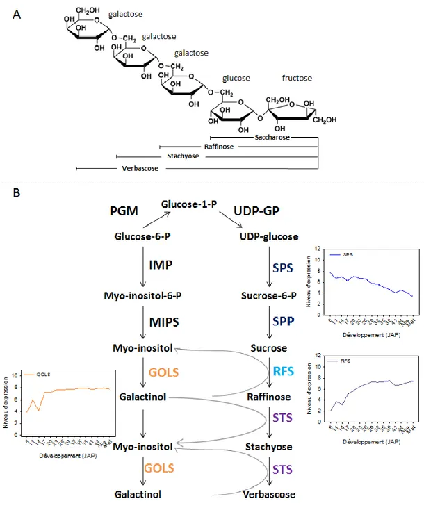Figure  1.3  :  Structure,  voie  de  biosynthèse  et  profils  d’expression  des  gènes  codant  les  enzymes  de  synthèse  des  oligosaccharides  de  la  famille  du  raffinose  (RFO)  chez  M