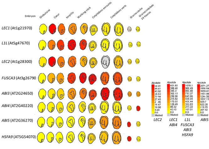 Figure 1.7  :  Profils  d’expression  des  gènes  régulateurs  majeurs  (LEC1,  L1L,  LEC2,  FUSCA3 et ABI3) et des autres facteurs de régulation impliqués dans le développement  de la graine (ABI4, ABI5 et HSFA9) chez A