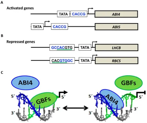 Figure 1.9  :  Modèle  de  reconnaissance  des  éléments  cis  régulateurs  par  les  facteurs  de  transcription ABI4 et GBF