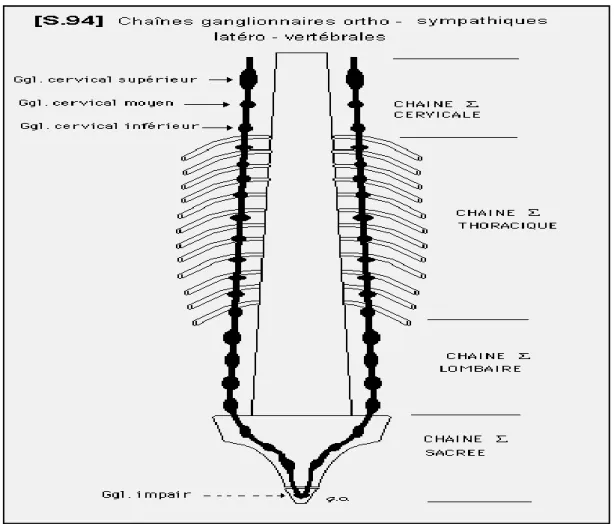 Fig. 4 : Chaîne ganglionnaire orthosympathique latéro –vértébrale 