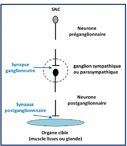 Fig. 9 : L’unité fonctionnelle du SNA : Le neurone 