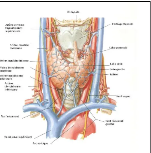 Figure 1 Rapports et vascularisation de la thyroïde (8). 