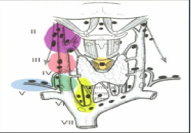 Figure 2 . Aires ganglionnaires latérales et centrales (10). 