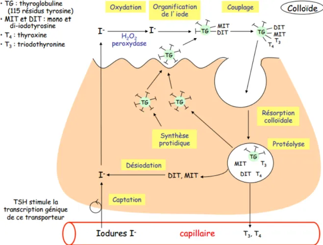 Figure 3 Schéma de la synthèse des hormones thyroïdiennes au sein du thyréocyte des  ruminants 