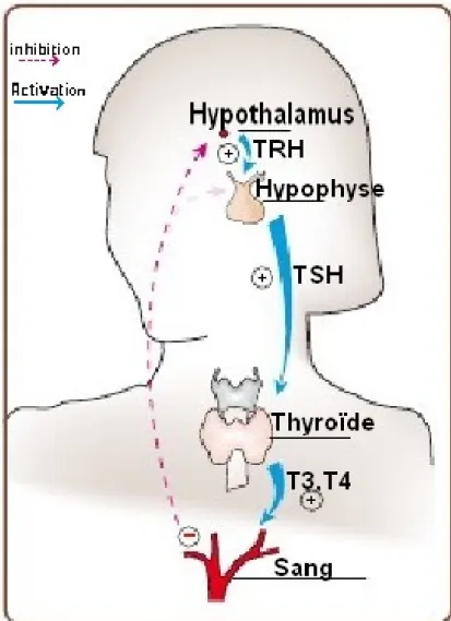 Figure 4: schéma montrant la régulation de la fonction thyroïdienne 