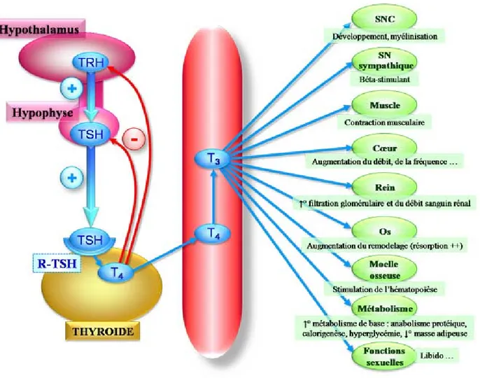 Figure 5 : schéma recapulatif de l’activité des hormones thyroïdiennes 