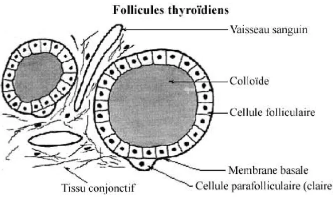Figure 6 :shema des follicules thyroidiens  