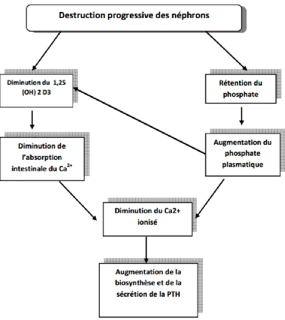 Figure 1: Mécanismes de développement de l’hyperparathyroïdie   dans L’insuffisance rénale chronique