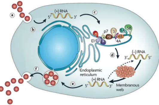 Figure 5: Représentation schématique du cycle de réplication du virus de l’hépatite C [30] 