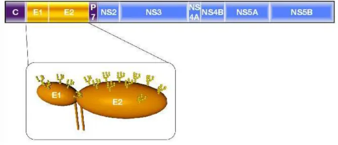 Figure 7 : Représentation schématique du génome du VHC [17] 