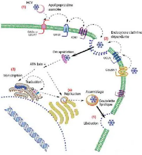 Figure 8: cycle de vie du virus de l’hépatite C 