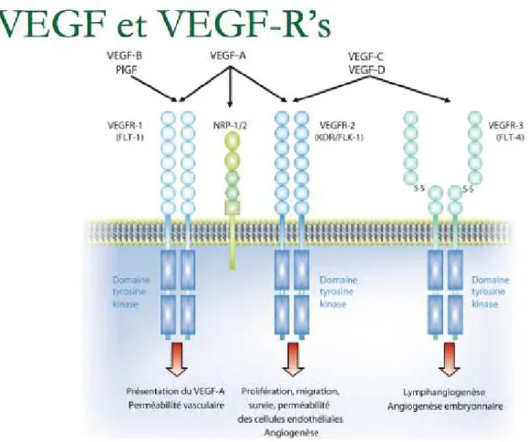 Figure 1 : Différentes isoformes du VEGF et leurs mécanismes d’action