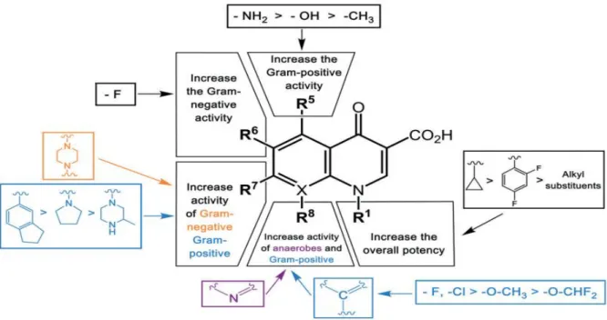 Figure 2 : Relations structure – activité des quinolones. L'activité antibactérienne des quinolones  est améliorée par des modifications de différents substituants dans différentes positions