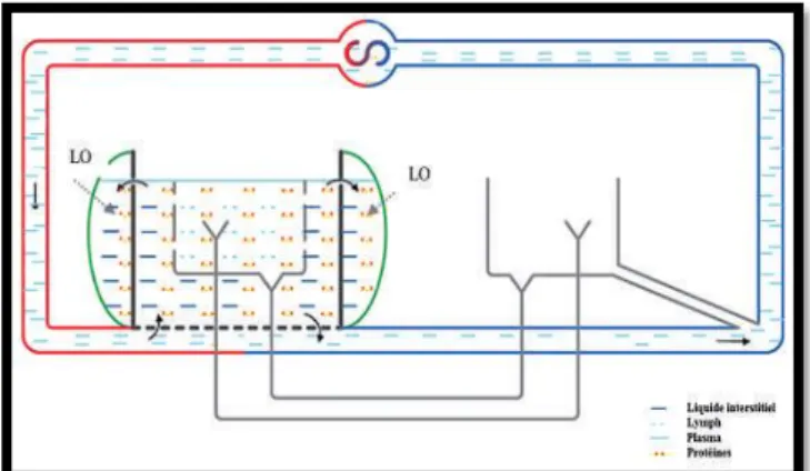 Figure 3. Absence de collecteurs lymphatiques. 