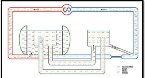 Figure 6. Sténose veineuse sévère (24). 