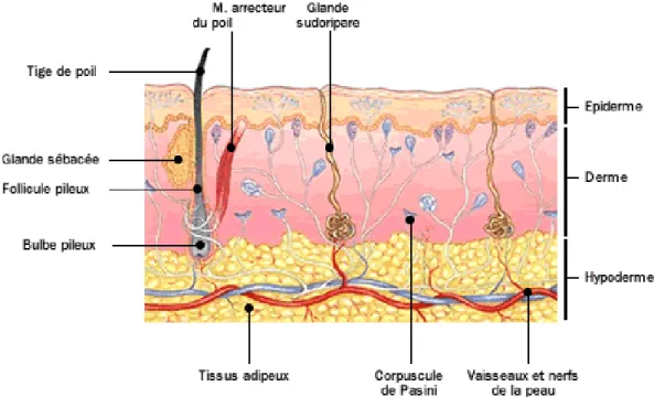 Figure 2 : Structiure normale de la peau 