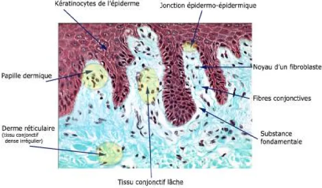 Figure 6 : Coupe histologique du derme 